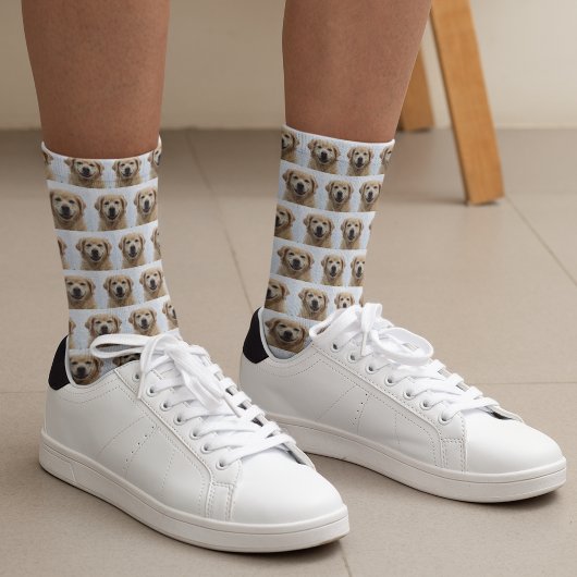 Hunde Foto Golden Retriever Puppy Socken