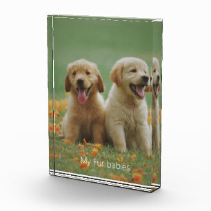 Hunde Foto mein Pelztierkinder Foto Block
