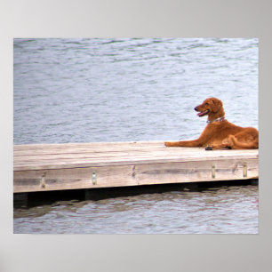 Hunde-Foto-Plakat Poster