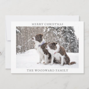 Hunde Foto Schnee Weihnachten Feiertag