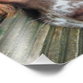 HUNDE FOTODRUCK (Ecke)