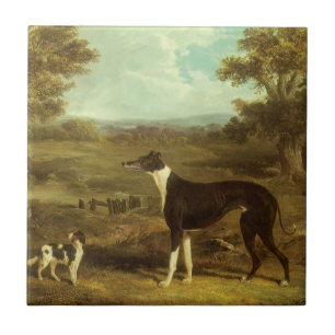 Hunde, Greyhound und Spaniel, Doctor Fop von Herri Fliese