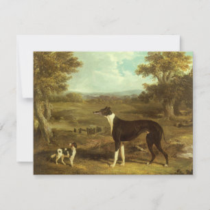 Hunde, Greyhound und Spaniel, Doktor Fop von Herri