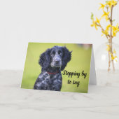 HUNDE GROOMER, VETERINÄR UND HUNDE WALKER KARTE (Gelbe Blume)