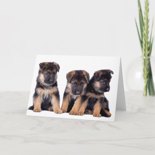 HUNDE GROOMER, VETERINÄR UND HUNDE WALKER KARTE (Vorderseite)