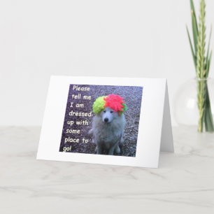 HUNDE HAT SICH EINEN "30."-TAG GEGRÜNDET, UM IHREN KARTE