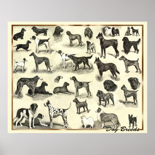 Hunde - Hunde Rassen - Hunde Hunde Printhunde Poster (Vorne)