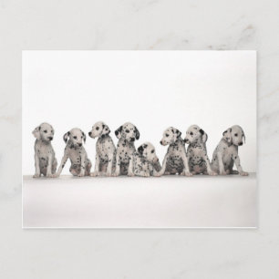 Hunde Hunde von Jungtieren mit niedlicher dalmatin Postkarte