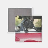 Hunde im Auto Magnet (Vorderseite/Rückseite)