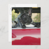 Hunde im Auto Postkarte (Vorne/Hinten)