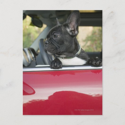 Hunde im Auto Postkarte (Vorderseite)