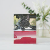 Hunde im Auto Postkarte (Stehend Vorderseite)