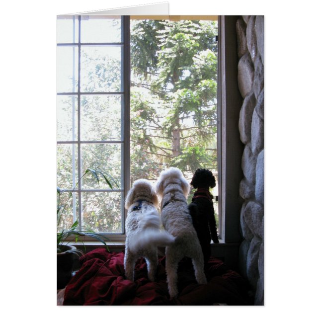 Hunde im Fenster (Vorne)