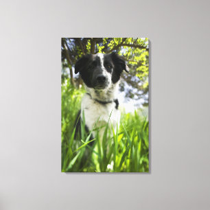 Hunde im Gras sitzen Leinwanddruck