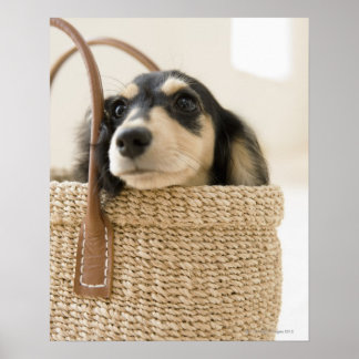 Hunde im Korb Poster