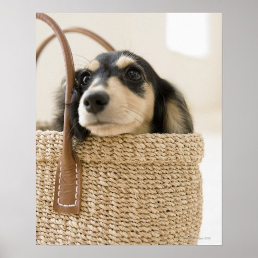 Hunde im Korb Poster (Vorne)