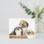 Hunde im Wäschekorb Postkarte (Stehend Vorderseite)