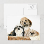 Hunde im Wäschekorb Postkarte (Vorne/Hinten)