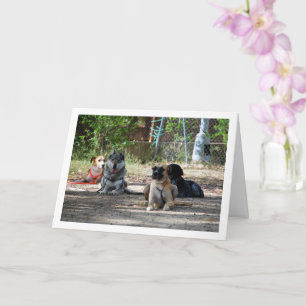 Hunde in der Ausbildungsschule Karte