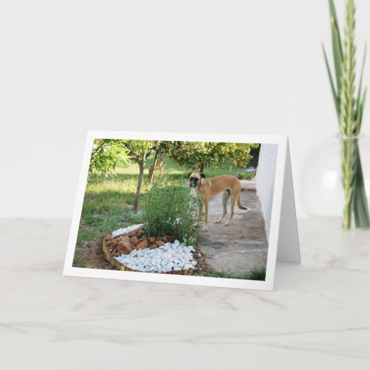 Hunde in der Garden Rockery Karte (Vorderseite)