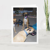 Hunde in der Nacht Karte (Vorderseite)