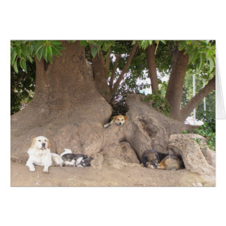 Hunde in einem Baum