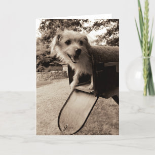 Hunde in einem Postfach Karte