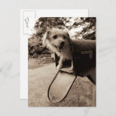 Hunde in einem Postfach Postkarte (Vorne/Hinten)