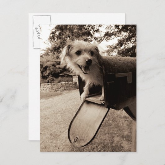 Hunde in einem Postfach Postkarte (Vorne/Hinten)