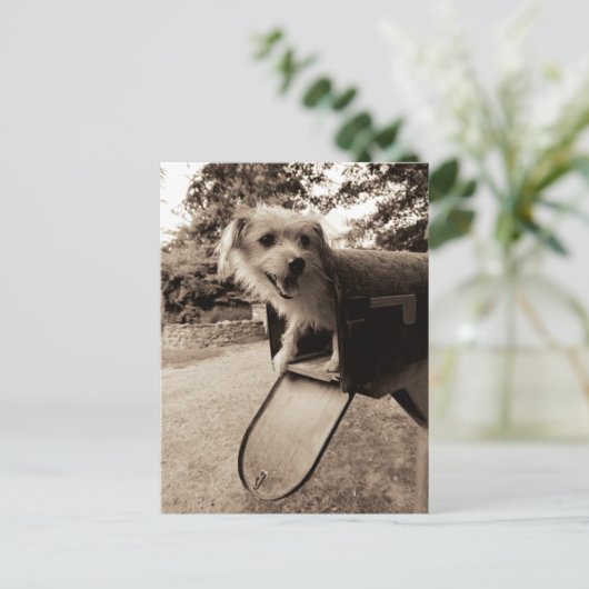 Hunde in einem Postfach Postkarte (Stehend Vorderseite)