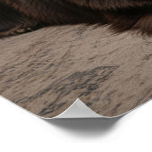 Hunde in Neufundland entspannen Poster (Ecke)