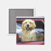 Hunde in rotem Autofenster Magnet (Vorderseite/Rückseite)