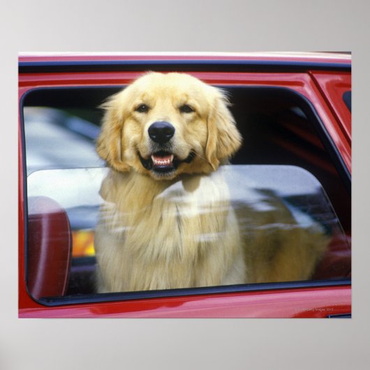 Hunde in rotem Autofenster Poster (Vorne)