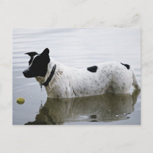 Hunde in Wasser mit Tennisball Postkarte