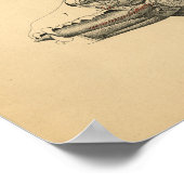 Hunde interne Organanatomie 1908 Vintag drucken Poster (Ecke)