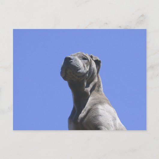 Hunde Jahre... Postkarte (Vorderseite)