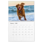 Hunde Kalender Haustiere Pop (Feb 2026)