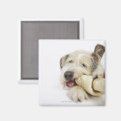 Hunde Kauen auf dem Rohbeinknochen Magnet (Vorderseite/Rückseite)