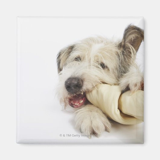 Hunde Kauen auf dem Rohbeinknochen Magnet (Vorne)