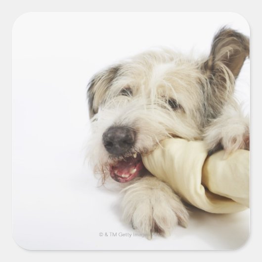 Hunde Kauen auf dem Rohbeinknochen Quadratischer Aufkleber (Vorderseite)