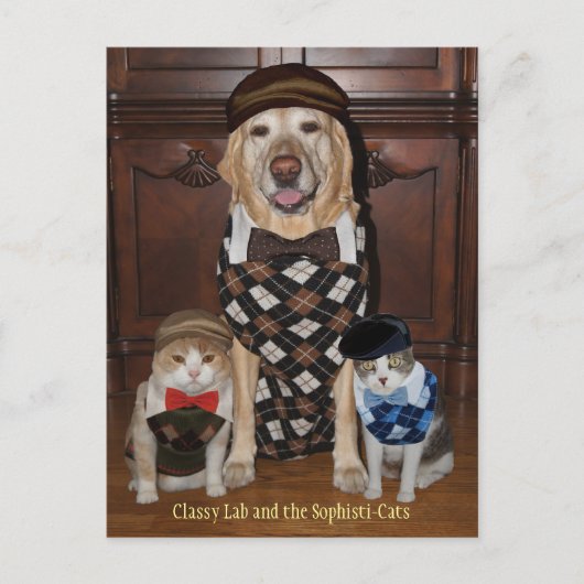 Hunde/Labrador und Katzen in Raute Sweaters Postkarte (Vorderseite)