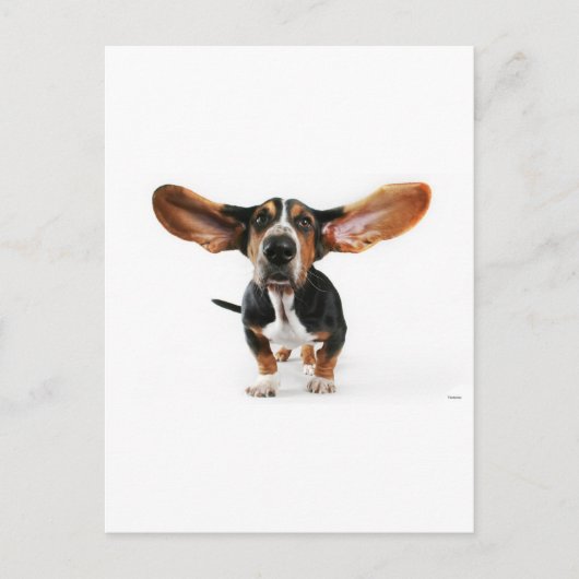 Hunde lange Ohren Postkarte (Vorderseite)
