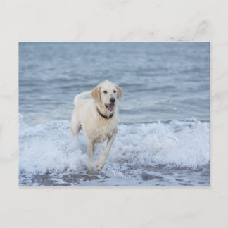 Hunde laufen im Wasser am Strand. Postkarte