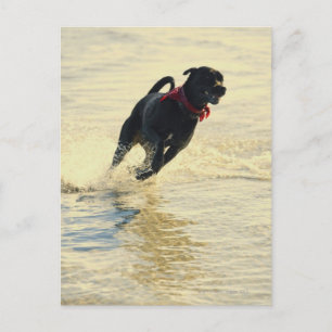 Hunde laufen im Wasser Postkarte