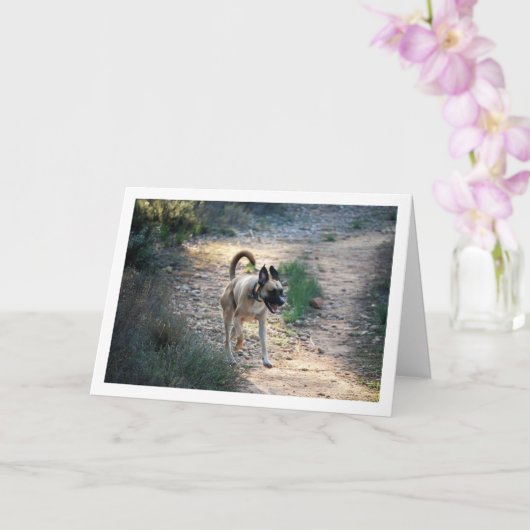 Hunde laufen und springen karte (Orchidee)