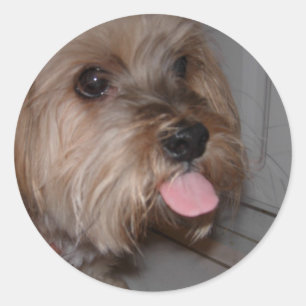 Hunde lecken Luft Runder Aufkleber