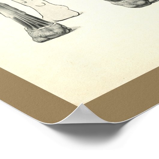 Hunde Leg Skelett Muskelanatomie Druck Poster (Ecke)
