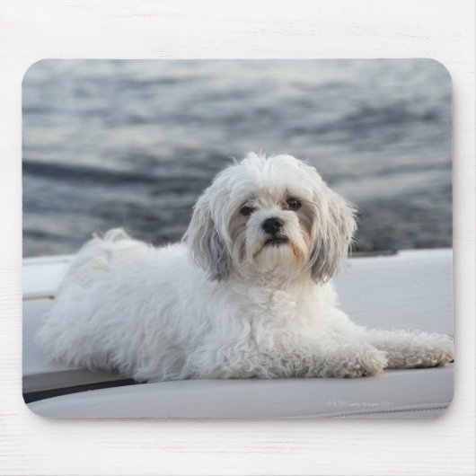 Hunde legen am Wasser Mousepad (Vorne)