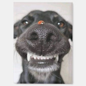 Hunde Liebe... Magnet (Vorderseite)