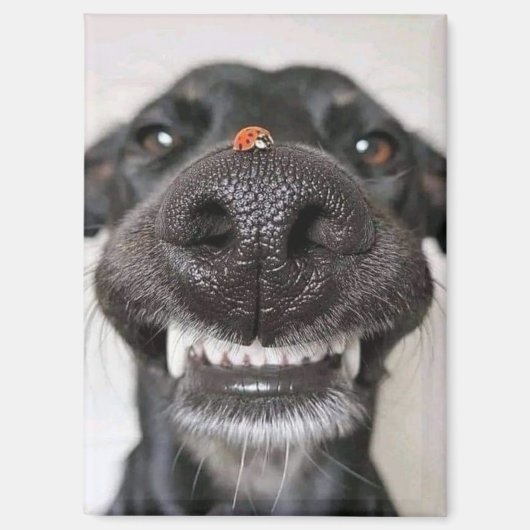 Hunde Liebe... Magnet (Vorderseite)